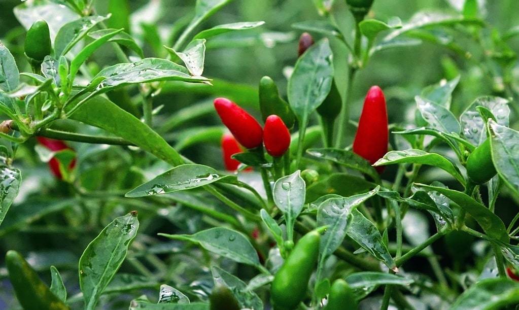 Sublimer vos plats avec le piment d'Espelette